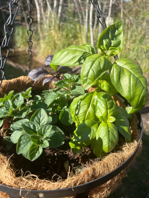 First Garden Update Of The Season! These Are Some Of My Herbs This Year. Hanging In Baskets And In Random
