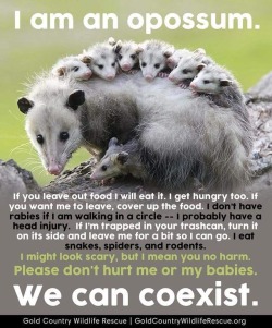 my-madness-and-me: . *Leave them alone. . #opossum #wildlife