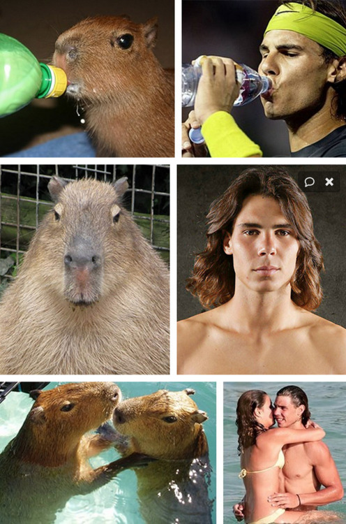 tastefullyoffensive:  See more at Capybaras That Look Like Rafael NadalPreviously: Celebrities Who Look Like Mattresses 