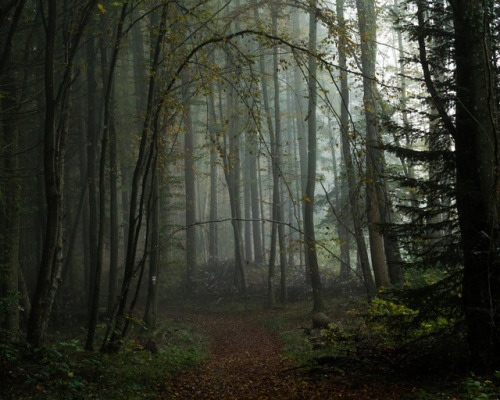 Forest Fog by REMEDYZ