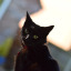 raventheblackcat