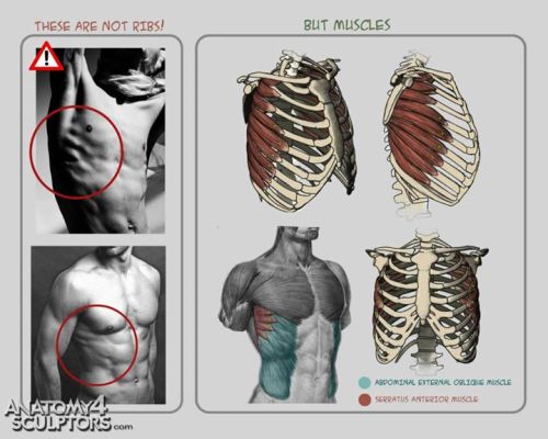 daunt:  eyecager:  Torsos tips from Anatomy for Sculptors I have an Anatomy Intensive class on Torso’s-Front and Back this term so expect a lot of information relating to it being put up.  FANTASTIC anatomy reference! 