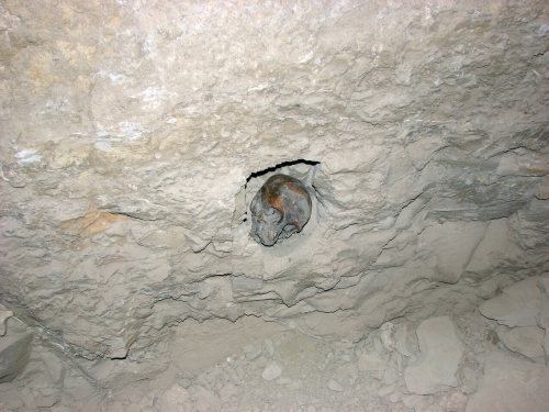 Mummified SkullMummified skull in niche of burial chamber of Ramose. Vizier and Governor of Thebes u