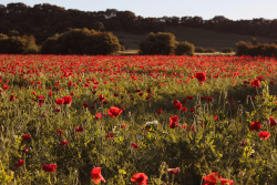 anyadhenatyra:  Que nos calme una nueva primavera. 