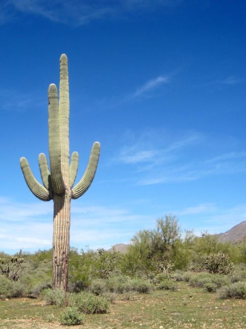 Saguaro Cactus (Carnegiea gigantea), Scottsdale, Arizona, 2014.