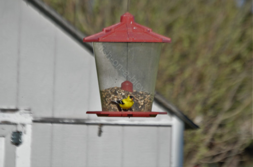 @ostdrossel I saw an American goldfinch and a Rose-breasted Grosbeak today.