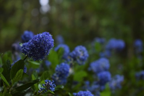 plant photography