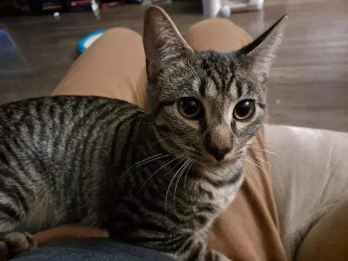 After My Dog Of 14 Years Passed Away And A Year Plus Of Grieving, I'm Starting A New Chapter As A Cat