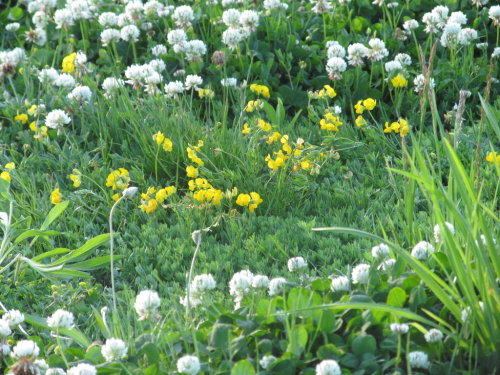 aquiraxuno: white and yellow flowers