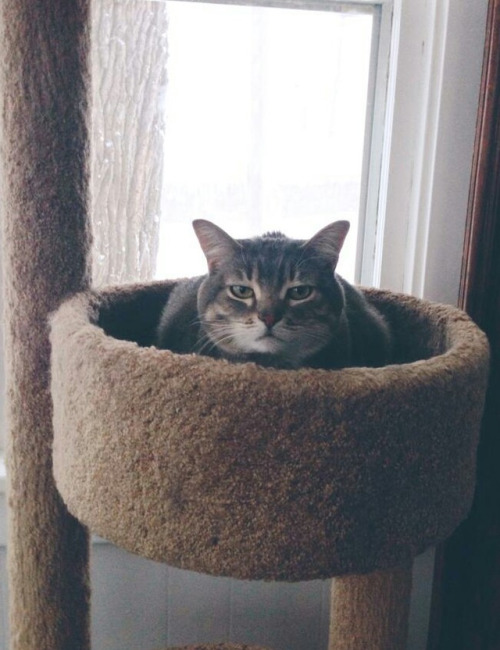 The Perch of Judgement