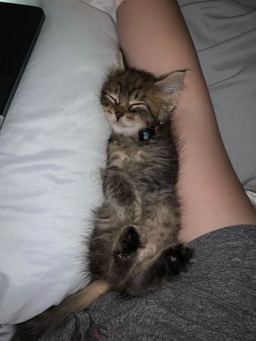 Im So Sorry To Disappear And Come Back Just For This, But I Have To Get My Cat, Koda, To The Vet To Get