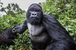 infiniteedge: fried-ferret:  relishboi:   supamuthafuckinvillain:  stunningpicture:  Picture of a Mountain Gorilla right before he punched the photographer   The Gorilla mad as fuck lol  oblivion HD screenshot   the photographer is dead  