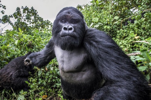 fried-ferret:relishboi:supamuthafuckinvillain:stunningpicture:Picture of a Mountain Gorilla right be