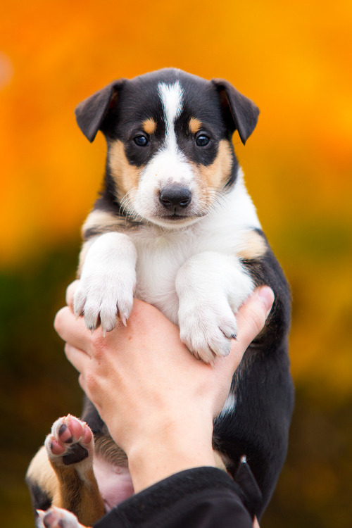 Remember the pups from a couple posts ago? Here they are again, a bit more grown up! 5 weeks old!