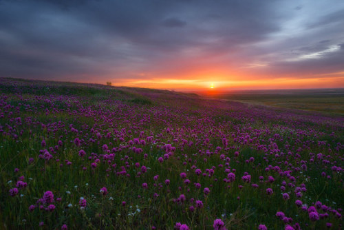 drxgonfly:Wildflowers pt 1 (by imagesofdream)Kern County, Gorman, & Mt. Rainier