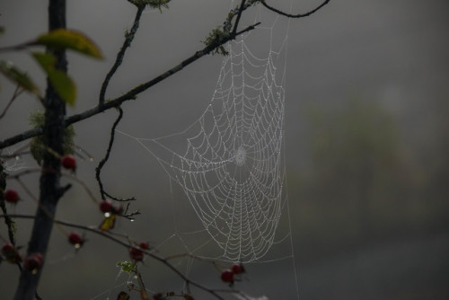 russell-tomlin:Autumn Architecture