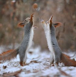 maya47000:  Funny squirels by Vadim Trunov