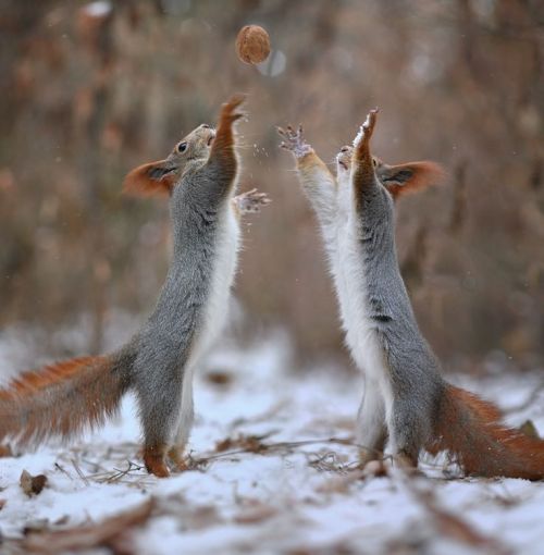 maya47000:  Funny squirels by Vadim Trunov :-))) 