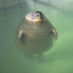 earthporn-org:  Relaxed seal in the pool