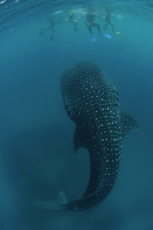 nubbsgalore:photos by marine biologist thomas peschak of whale sharks in the gulf of tadjoura, dji