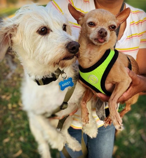 These two……get a room. Good grief!  Lol 😂  Doggie 🐶 love 💕  (at Gentrytown Park) https://www.instagram.com/p/CR5iBE3rF9kvlHSF6XeTcQ7O6xG1ZVk_7Hl9HI0/?utm_medium=tumblr