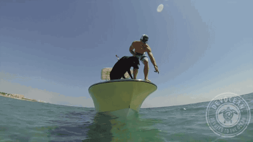 gifsboom:Dog Catches Lobster.