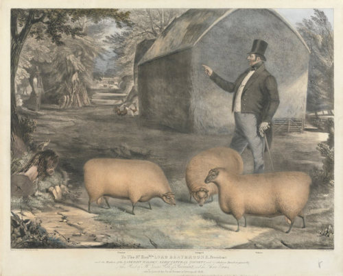 coeurdelhistoire: artekka: God bless 19th century livestock painters of absolute units. 1. James Cla