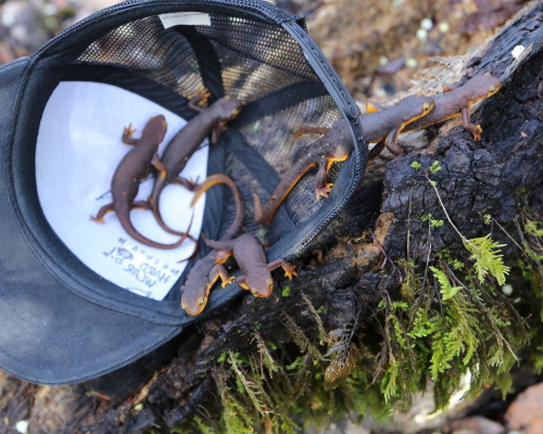 pipistrellus:   steepravine:  Six Newts (Marin, California - 4/2014)  #well this is a fine hat fulla newts you’ve gotten us into 