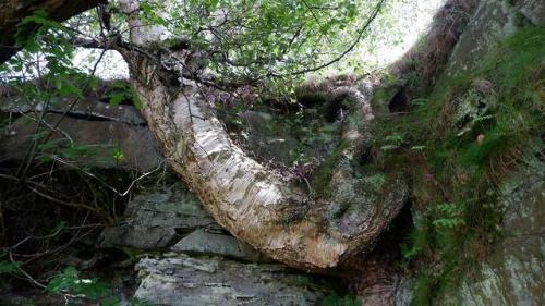 Let’s Wrestle.It looks as if this tree is wrestling with the rock - I know which will win! Snapped a