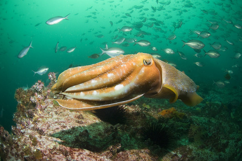 Sepia Apama - The Pinnacle (Brush Island) by Rowland Cain on Flickr.