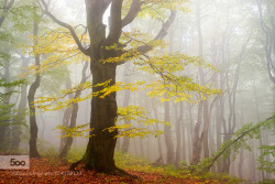 chaehbae:  New on 500px : Messenger of autumn