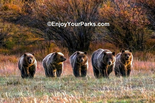 beardedmrbean:This week on #Fat Bear Friday, she may not be the chonkiest but Bear 399 has beat all the odds and all 4 of her children are all ready to set out on their own next spring it looks like. More pics here