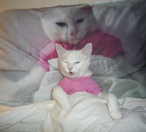 Reblog If You Support Cats Tucked Up In Bed