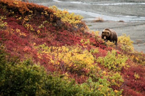 nubbsgalore - grizzly bears in denali national park feed on...