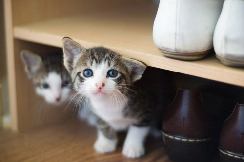 the-bookshelf-at-the-end: books-and-cookies: trencher-shadowhunter: buzzfeed: Here are 39 kittens to