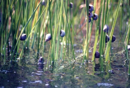 oceanportal:To show our appreciation for estuaries this last day of National Estuaries Week here are