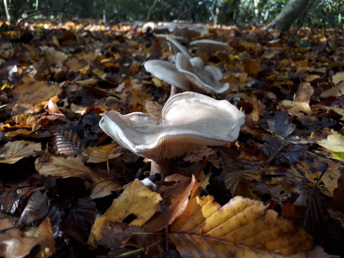 Epping Forest, London, October 2020Clouded funnels (Clitocybe nebularis)This is the edge of the LARG