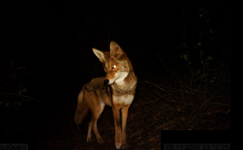 griffithparktrailcam: Coyote - Griffith Park (amazing coat on this guy)