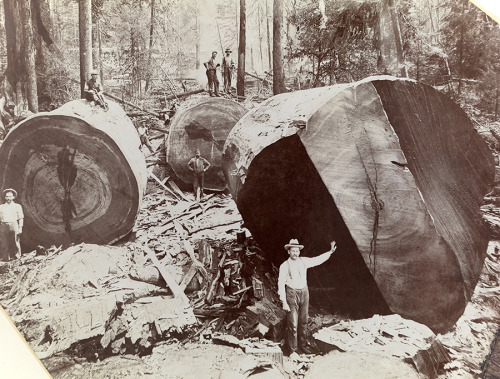 A man stands next to the cross section of a giant redwood tree in California, 1909. Photograph court