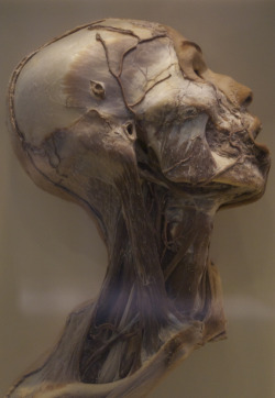 hyacinths-blood:  age-of-awakening:irarichardson:Preserved human head at the National Museum of Health and Medicine Ira Richardson, 2013Divine biological engineeringthis is honestly so beautiful and intricate