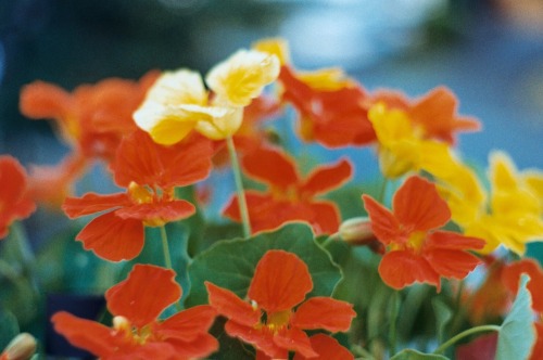 em-muh:  colours on film always look so lovely