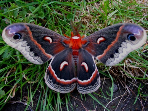 millenianthemums:  meetmeincalifornia:  masterbuildercam:  huffy-lemon:  Please be nice to moths  They spend their whole caterpillar lives thinking theyre going to be beautiful butterflies and then they turn out ugly and everyone hates them. Please be