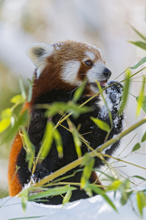 magicalnaturetour:  Small panda eating in the snow (by Tambako the Jaguar) 