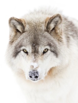 beautiful-wildlife:  Timber Wolf  by © Jim Cumming  LONEWOLF!