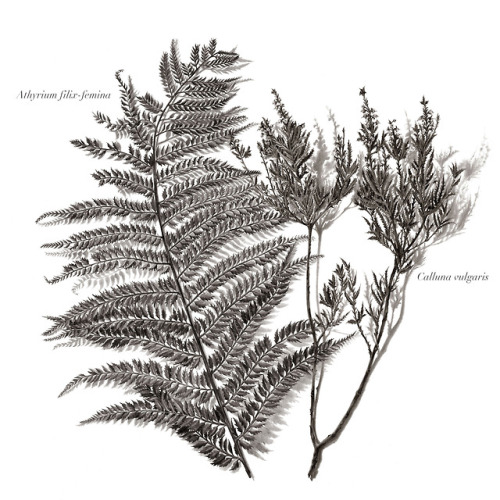 Lady fern Athyrium filix- feminaLingCalluna vulgarisPencil studies on A3