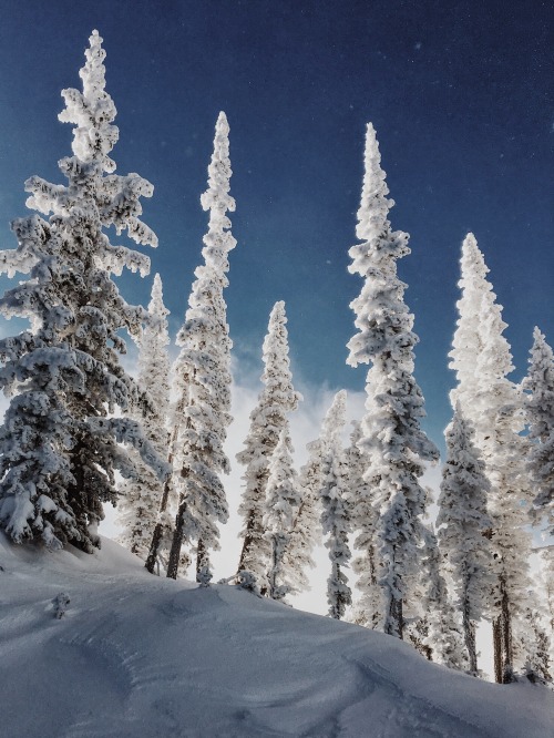 jordanison:Howling with the wolves