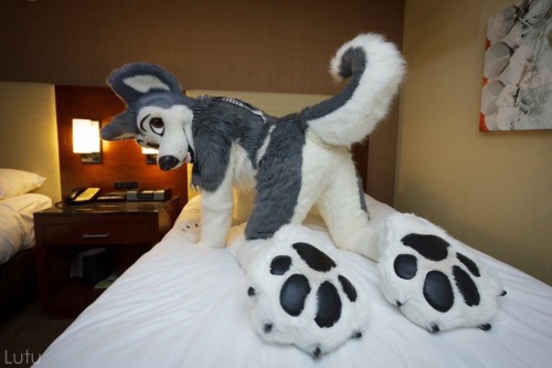 Remember @FursuitButts over on Twitter?Well, they MADE A TUMBLR BLOG!!!***CLICK HERE AND FOLLOW THEI