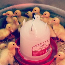 artsykahla16509:  I love me some #baby #ducklings! #easter