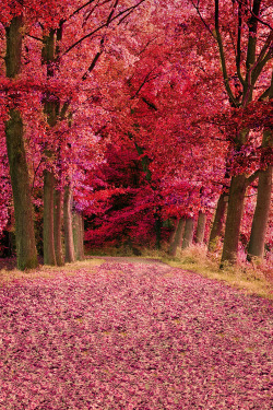 plasmatics-life:  Autumnal Evening Forests