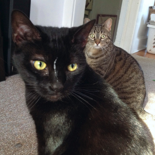 Perhaps the greatest photo ever of our cats. on Flickr.